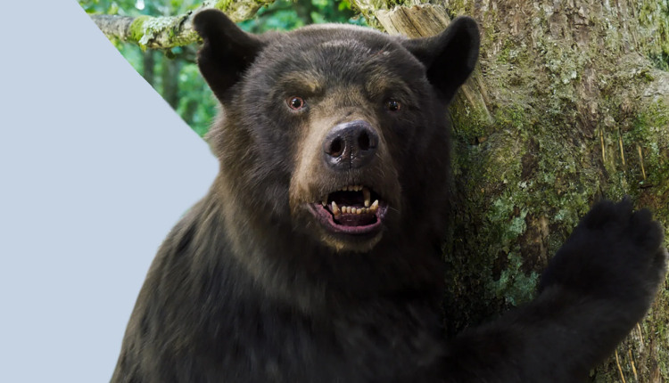 فیلم خرس کوکائینی؛ خرسی به دنبال ساقی مواد